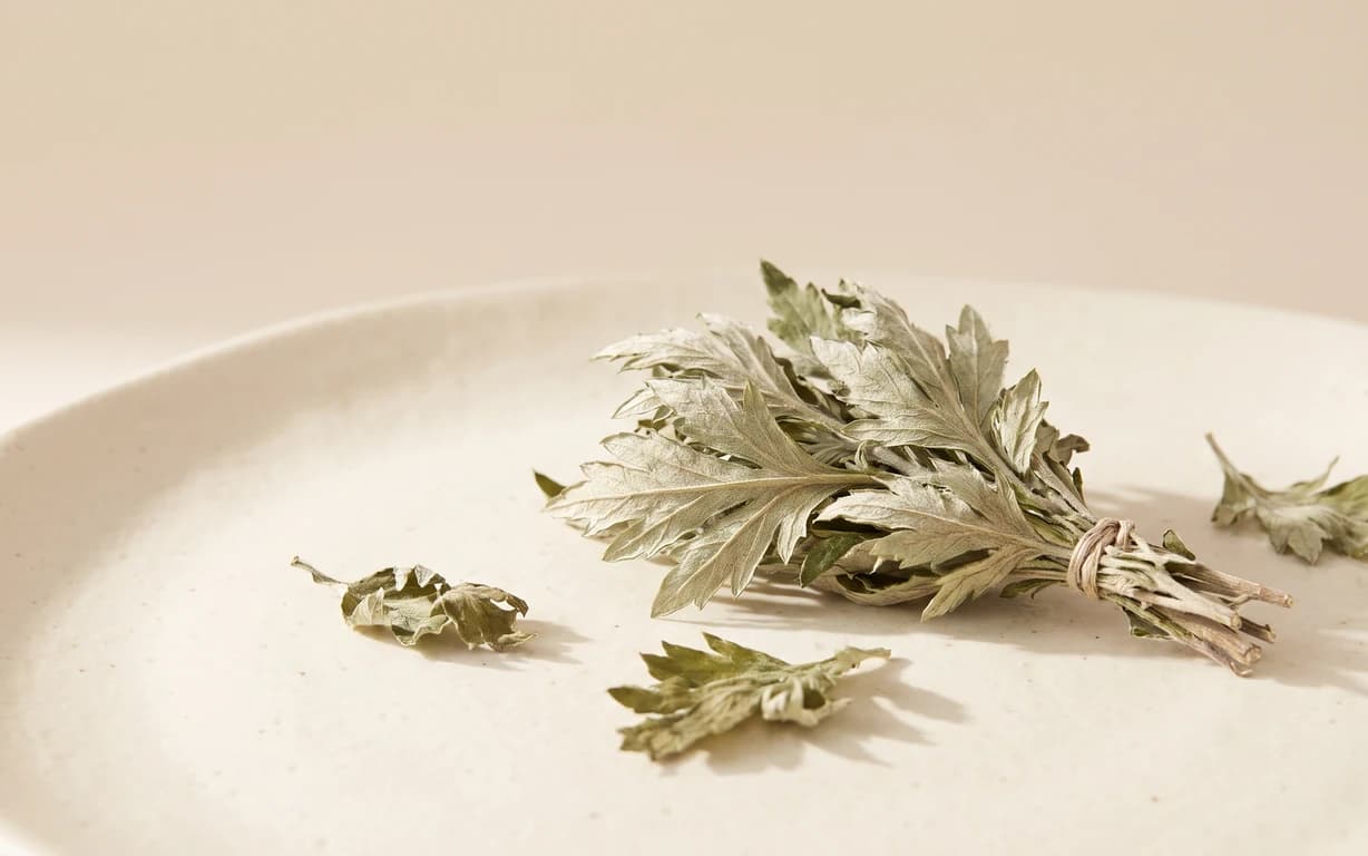 A tied bundle of dried, silvery-green mugwort leaves rests on a warm ivory ceramic surface, surrounded by a few loose leaves in soft studio light.