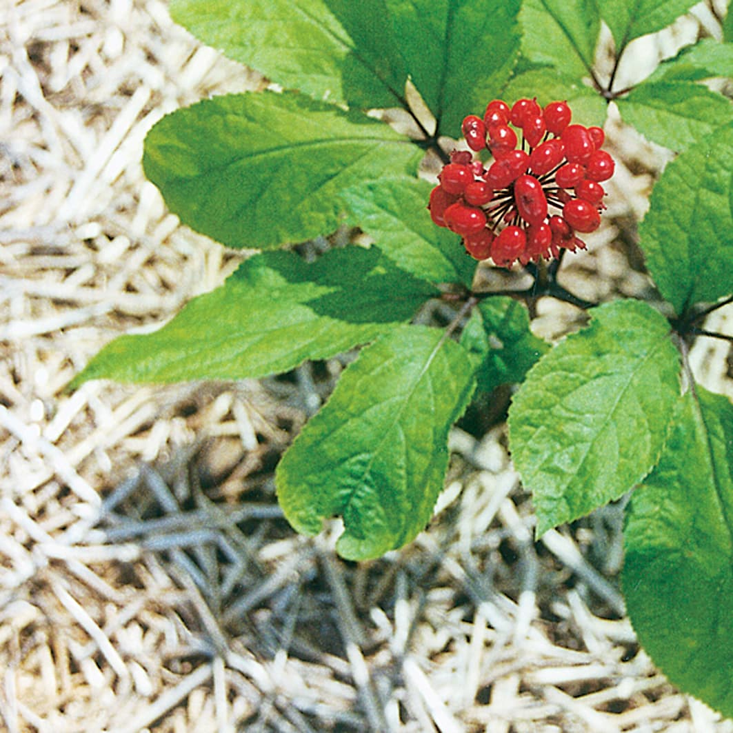 A Panax ginseng plant with green leaves and a cluster of red berries.